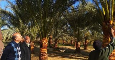 توفير المبيدات لمكافحة افات القطن والنمل الأبيض وسوسة النخيل الحمراء
