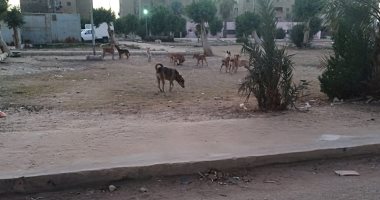 شكوى من انتشار الكلاب الضالة بصورة مزعجة بالحى السادس فى 6 أكتوبر