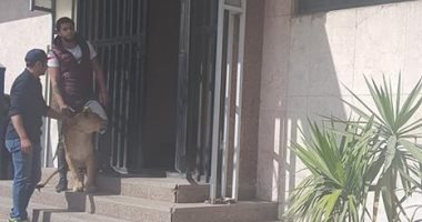 تعرف على التفاصيل الكاملة لهجوم أسد على معدة برامج بمبنى التليفزيون 