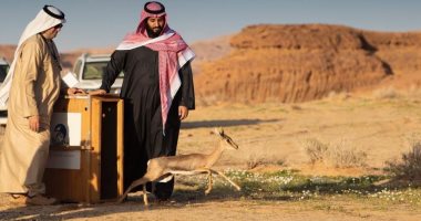"حماية النمر العربى ومحمية شرعان"..تعرف على رؤية العلا بالسعودية × انفوجراف