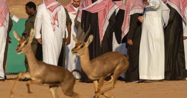 الهيئة السعودية للسياحة تعلن ضم محمية طبيعية تساوى مساحة 11 دولة
