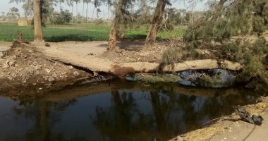 قارئ يرصد سقوط شجرة ضخمة بقرية طحانوب بمركز شبين القناطر 