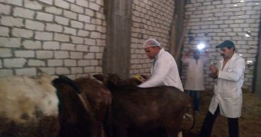 "الزراعة" تحصن 2.1 مليون رأس ماشية من الحمى القلاعية 