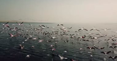 القارئة نجلاء نعيم تكتب وسبحانه
