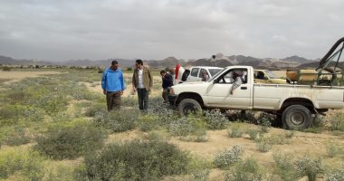 فيديو وصور.. وزير الزراعة: نواصل رصد تحركات أسراب الجراد.. وتقارير متابعة دورية