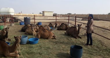 صور.. الحملة القومية للنهوض بـ"الإبل" تنجح فى زيادة إنتاج اللحوم والألبان