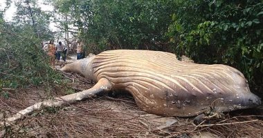ايه اللى جاب القلعة جنب البحر.. العثور على حوت ميت فى غابة.. صور