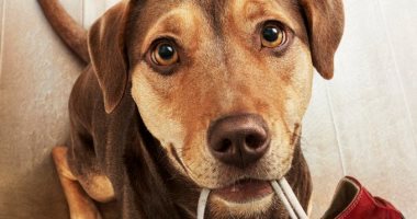 سينما ساو باولو تفتح أبوابها لـ180 كلبا لحضور فيلم "A Dog's Way Home"