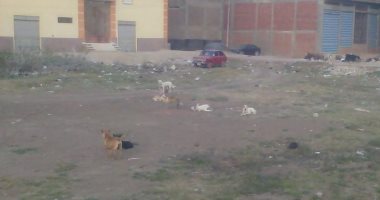 قارئ يشكو انتشار الكلاب الضالة بمنطقة أبو النور بالشرقية