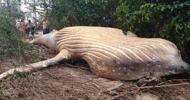 دراسة: اكتشاف حفرية حوت برمائي بأربعة أرجل عاش قبل 43 مليون سنة
