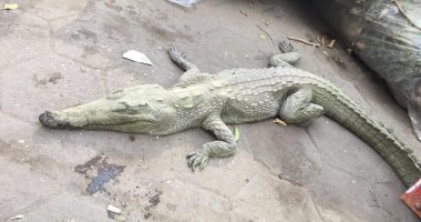 تداول صورة لتمساح صغير بالمهندسين.. وهيئة نظافة الجيزة: مش عندنا