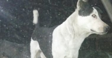 صور..شكوى من انتشار الكلاب الضالة فى شارع النزهة بحدائق المعادى 