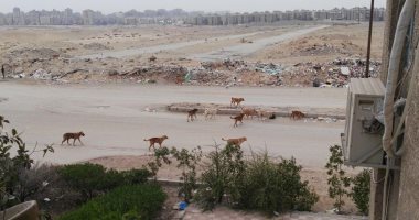 شكوى من انتشار الكلاب الضالة بشارع مصطفى الشريف بعزبة النخل