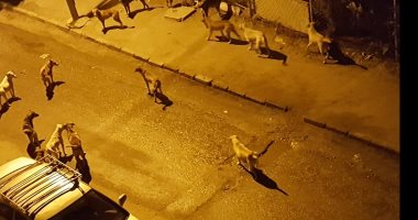 قارئ يشكو من انتشار الكلاب الضالة بشارع سنوسي المندرة بالإسكندرية