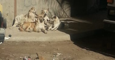 ناشطة فى حقوق الحيوان تطالب بتعقيم كلاب الشوارع بدلا من قتلها
