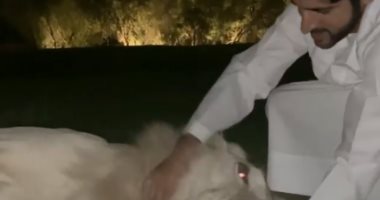 أسد نادر يتحول إلى حيوان أليف مع ولى عهد دبى حمدان بن محمد .. شاهد الفيديو