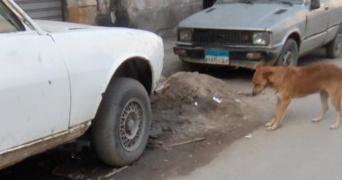 الكلاب الضالة تهدد سلامة المواطنين بمنطقة السيوف فى الإسكندرية