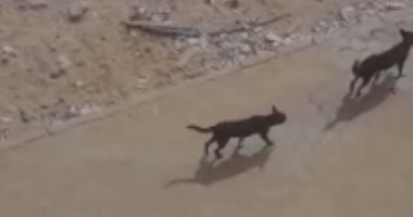 كلب ضال يعقر 9 أطفال بمدينة بلقاس بالدقهلية