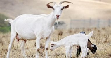 كانت بتعالج المرضى.. لصوص يسرقون ماعز طبيبة نفسية فى بريطانيا