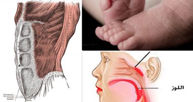 عمرك تخيلت أنك تستغنى عن حته من جسمك.. أعضاء ليس لها وظائف بالجسم وأخرى يمكن العيش بدونها.. الجفن الثالث بالعين غير مهم فى الرؤية.. عضلات الأذن و نقطة داروين ليس لهما وظيفة.. أصبع قدمك الخامس تقدر تمشى من غيره
