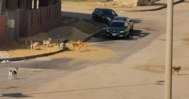 شكوى من انتشار الكلاب الضالة بحى البنفسج بالتجمع الأول
