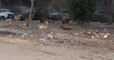 الكلاب الضالة تزعج أهالى منطقة الضباط فى حدائق حلوان
