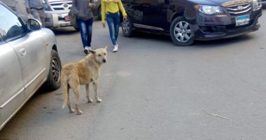 شكوى من انتشار الكلاب الضالة فى الفجالة والظاهر يثير رعب أطفال المدارس