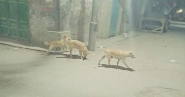 صور.. اضبط مخالفة.. أهالى دمياط يشكون انتشار الكلاب الضالة بالشوارع