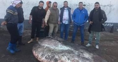 صور.. بيع سمكة "الشمس المحيطية" بالكيلو فى البرلس بدلا من تحنيطها
