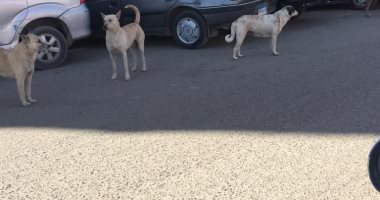 مسئولو مركز كوم حمادة يكلف الطب البيطرى بتفعيل خطة مكافحة الكلاب الضالة
