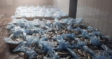 ضبط 19 ألف و600 كيلو رنجة وملح وسمك مملح فاسدة بالمنوفية