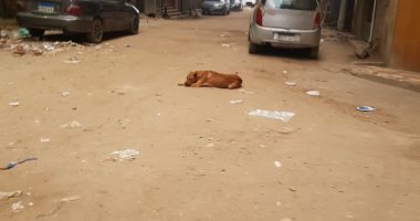 شكوى من انتشار الكلاب الضالة وإثارة الرعب لأطفال المدارس بأرض اللواء