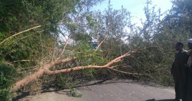 صور.. إزالة شجرة سقطت بالطريق السريع وتسيير حركة مرور السيارات بالأقصر