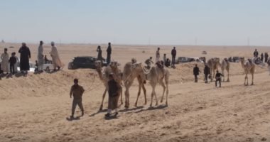 شاهد.. BBC تسلط الضوء على مهرجان الهجن بالإسماعيلية