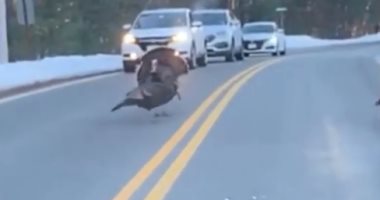 الله على أخلاقك..موقف بطولى رائع لديك رومى يوقف السيارات ليعبر رفاقه الطريق