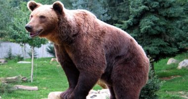 "هرب منيهم".. محاولة للإمساك بدب فى مقاطعة سكنية بإندونيسيا