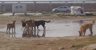 شكاوى من انتشار الكلاب الضالة برأس البر.. والطب البيطرى: قتلها بـ"الأستركنين"