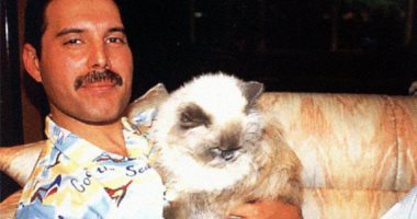 بعدما جسد رامى مالك شخصيته.. فريدى ميركورى مع قططه فى 20 صورة