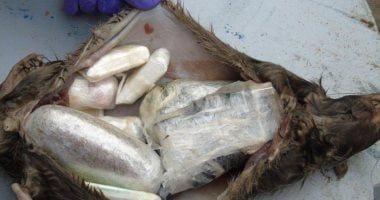 صور.. أغرب طريقة لتهريب المخدرات والمحمول إلى السجن فى بريطانيا