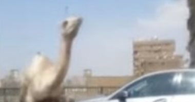 فيديو.. للمرة الثانية.. جمل على المحور يتجول بين السيارات ويعطل حركة المرور