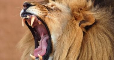 صاحب عمل يقدم موظفا وجبة لأسد بعد أن طالب براتبه