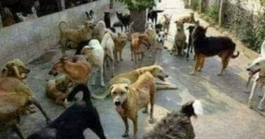 فى التجمع الأول والقاهرة الجديدة.. انتشار الكلاب الضاله يهدد حياة أطفال المدارس