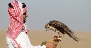 شركة اماراتية تستخدم "صقور" فى توصيل الطلبات بسرعة 390 كم فى الساعة