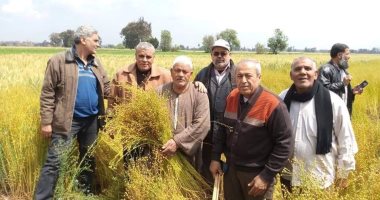 صور.. بدء موسم حصاد محصول الكتان بالغربية