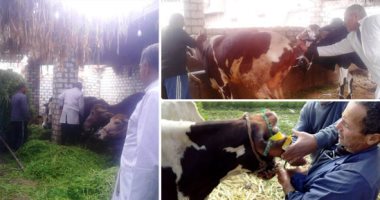 صور.. من بيت إلى بيت.. طوارئ بـ "الزراعة" لمحاصرة مرض الجلد العقدى  للأبقار.. بدء حملة تحصين حتى مايو المقبل.. و4 وزارات تواجه "الناموس" الناقل  للفيروس.. و6 علامات لظهور المرض.. وعقوبات للمربيين الممتنعين