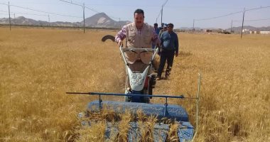 صور... الشلاتين تجنى أول حصاد لزراعة القمح بها بوادى حوضين 