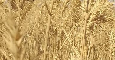 "زراعة أسوان": توريد طن و240 كيلو قمح لمطاحن حورس بإدفو