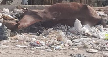 شكوى من انتشار القمامة فى جسر السويس
