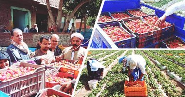 الموافقة على تصدير 200 ألف شتلة فراولة و1419طن تقاوى لـ6دول خلال 7 أيام