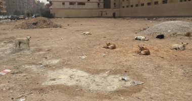 شكوى من انتشار الكلاب الضالة بوادى حوف بحلوان